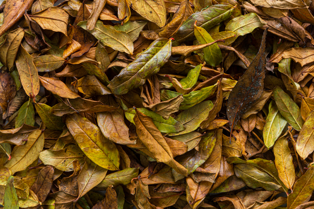 Sun Dried Curry leaves